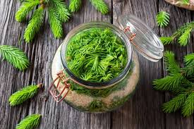 Geniální smrkové výhonky plné céčka: na kašel, revma, do lázně i na steak!