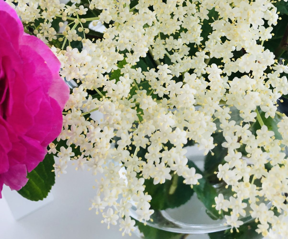 Kvetou bezinky! Vyrobte si lahodný med, ocet nebo vínečko